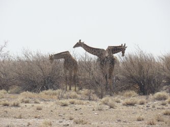 IMG_7360.jpeg IMG_7360.jpeg