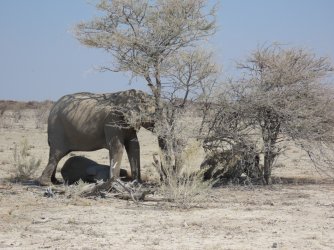 IMG_7388.jpeg IMG_7388.jpeg