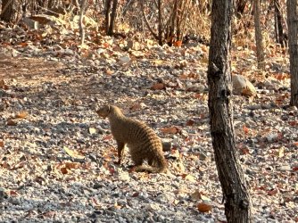 IMG_5237.jpeg IMG_5237.jpeg