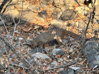 IMG_5245.jpeg IMG_5245.jpeg