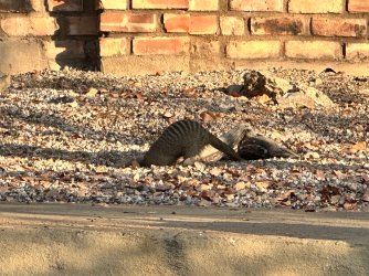 IMG_5246.jpeg IMG_5246.jpeg