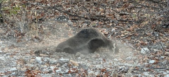 IMG_2533.JPG IMG_2533.JPG