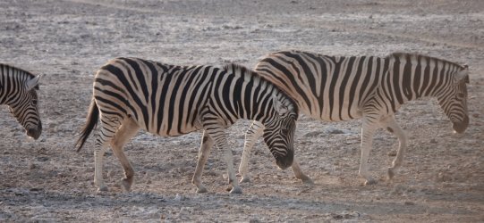 DSC09204.JPG DSC09204.JPG