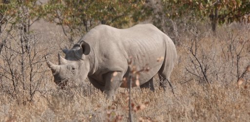 DSC09235.JPG DSC09235.JPG