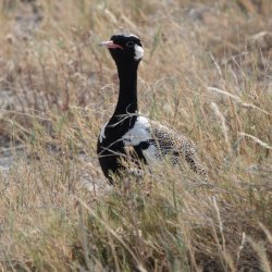 DSC09283.JPG DSC09283.JPG