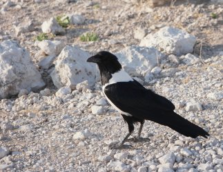 08111739.JPG 08111739.JPG