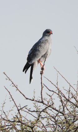 08111742.JPG 08111742.JPG