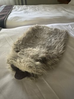 IMG_2640.JPG IMG_2640.JPG