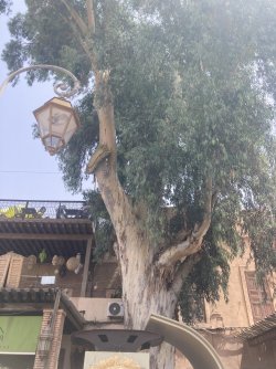 IMG_1819.jpeg IMG_1819.jpeg