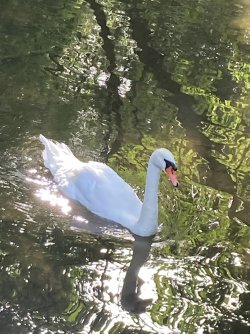 IMG_8459.jpeg IMG_8459.jpeg