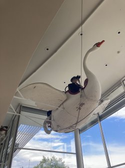 IMG_8594.jpeg IMG_8594.jpeg