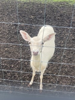 IMG_8717.jpeg IMG_8717.jpeg