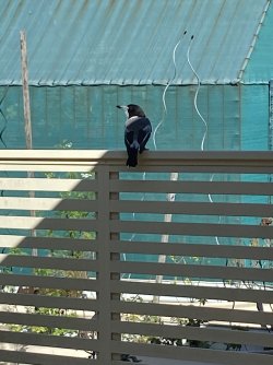 IMG_0713.jpg IMG_0713.jpg