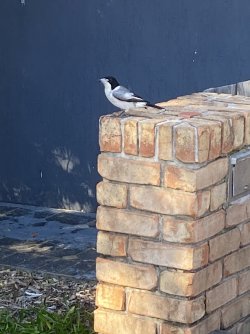 IMG_0771.jpg IMG_0771.jpg