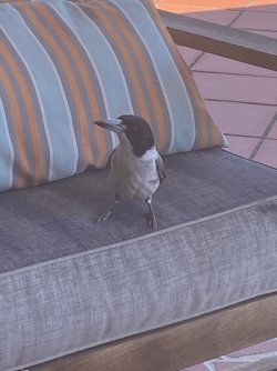 IMG_0964.jpeg IMG_0964.jpeg