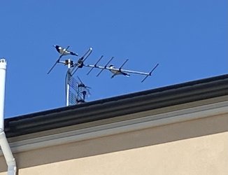 IMG_0965.jpeg IMG_0965.jpeg