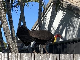 IMG_1006.jpg IMG_1006.jpg