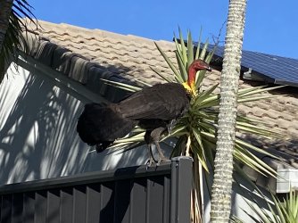 IMG_1007.jpg IMG_1007.jpg