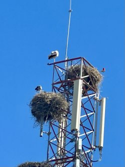 IMG_9668.jpeg IMG_9668.jpeg