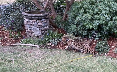 IMG_0795.jpeg IMG_0795.jpeg