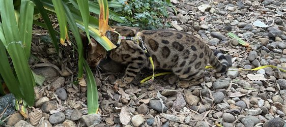 IMG_0806.jpeg IMG_0806.jpeg