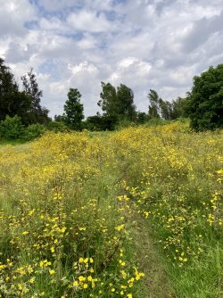 IMG_2750.jpeg IMG_2750.jpeg