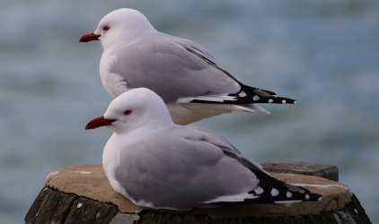 Screenshot 2024-09-30 141106.png Screenshot 2024-09-30 141106.png