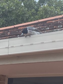 IMG_1061.jpeg IMG_1061.jpeg