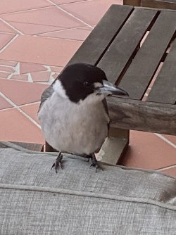 IMG_1060.jpeg IMG_1060.jpeg