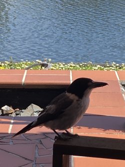 IMG_0983.jpeg IMG_0983.jpeg