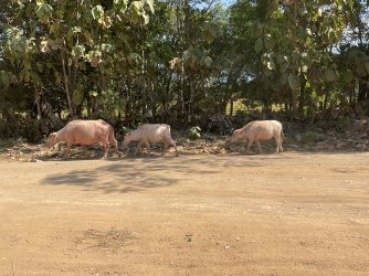 IMG_1247.jpeg IMG_1247.jpeg