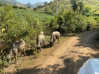 IMG_1258.jpeg IMG_1258.jpeg