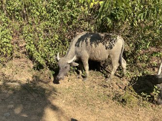 IMG_1259.jpeg IMG_1259.jpeg