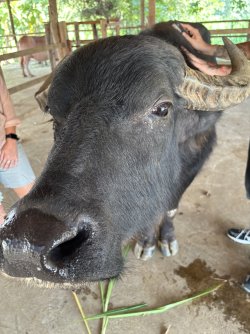 IMG_0962.jpg IMG_0962.jpg