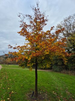 20241116_102507.jpg 20241116_102507.jpg