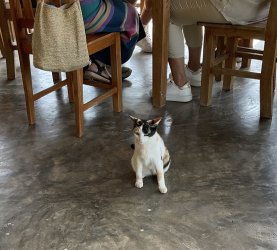 IMG_1238.jpeg IMG_1238.jpeg