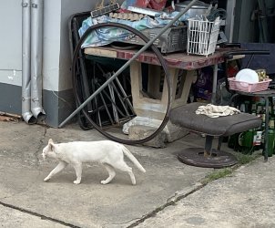 IMG_1083.jpeg IMG_1083.jpeg