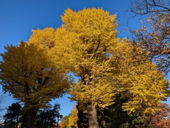 PXL_20241201_055811783.jpg PXL_20241201_055811783.jpg