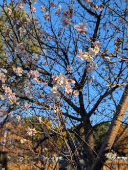 PXL_20241201_061403068.jpg PXL_20241201_061403068.jpg