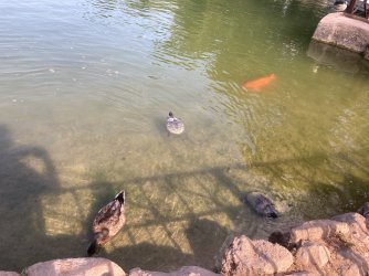 IMG_9330.jpeg IMG_9330.jpeg