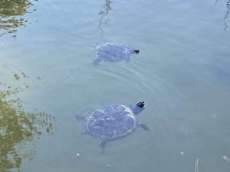 IMG_9331.jpeg IMG_9331.jpeg