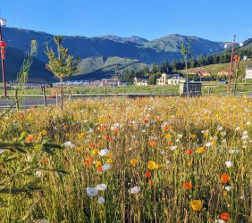 PXL_20240626_125845194.MP.jpg PXL_20240626_125845194.MP.jpg