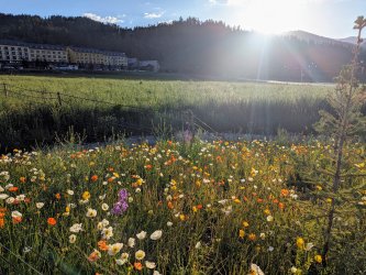 PXL_20240626_125956797.MP.jpg PXL_20240626_125956797.MP.jpg