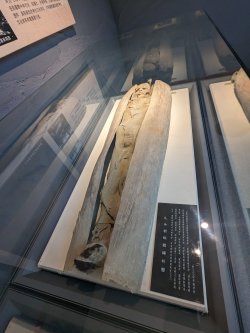 PXL_20240705_034739462.MP.jpg PXL_20240705_034739462.MP.jpg