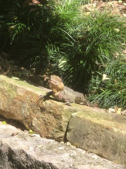 IMG_2163.jpeg IMG_2163.jpeg