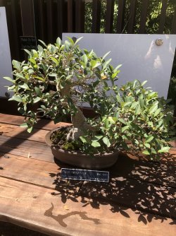 IMG_2168.jpeg IMG_2168.jpeg