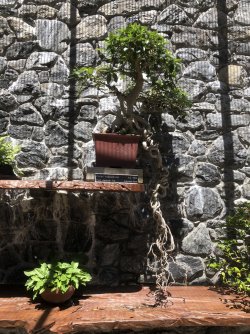 IMG_2169.jpeg IMG_2169.jpeg