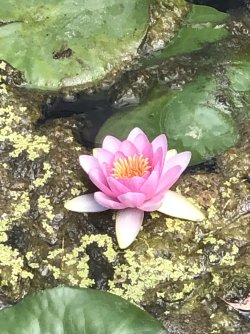 IMG_2176.jpeg IMG_2176.jpeg