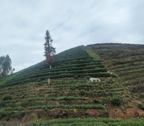 PXL_20240530_003543625.jpg PXL_20240530_003543625.jpg
