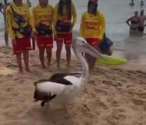 Screenshot_20250104_180037_Instagram.jpg Screenshot_20250104_180037_Instagram.jpg